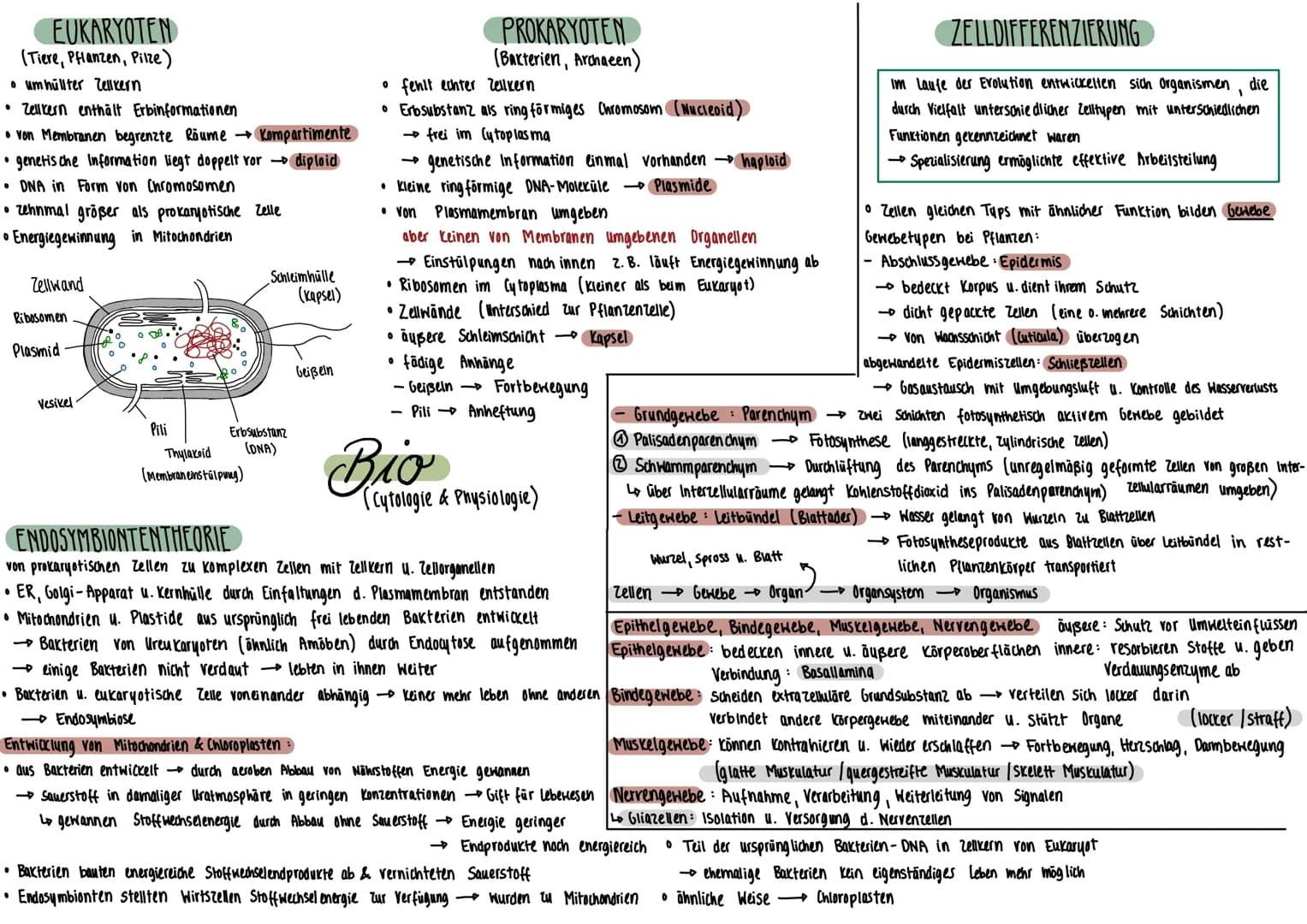 PFLANZENZELLE
Mitochondrium
Plasmodesmen
Tüpfel
Zellmembran-
Zellwand
Ribosomen
Dictyosom
(alle Dictyosomen zu-
Sammen - Golgi- Apparat)
TIE