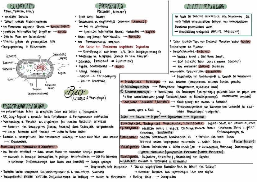 PFLANZENZELLE
Mitochondrium
Plasmodesmen
Tüpfel
Zellmembran-
Zellwand
Ribosomen
Dictyosom
(alle Dictyosomen zu-
Sammen - Golgi- Apparat)
TIE