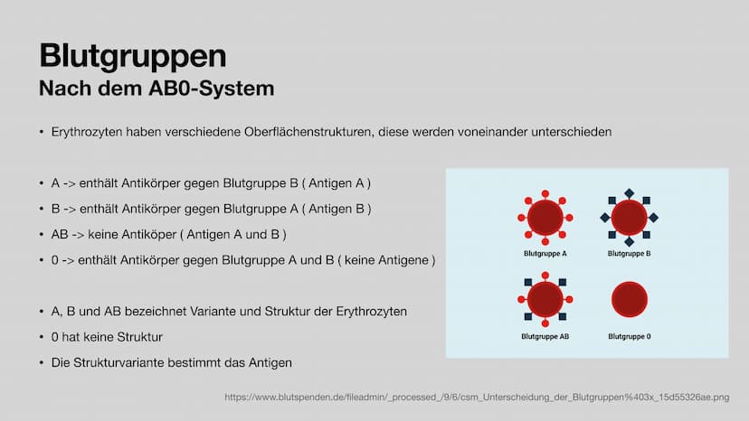 Das Blut
Aufgaben und Zusammensetzung
Clara Stratmann, 22.11.2021
asset ser g/lecer Jeda938620 966 324b9 374dd6c552fef180116 $92a4 20 g Glie