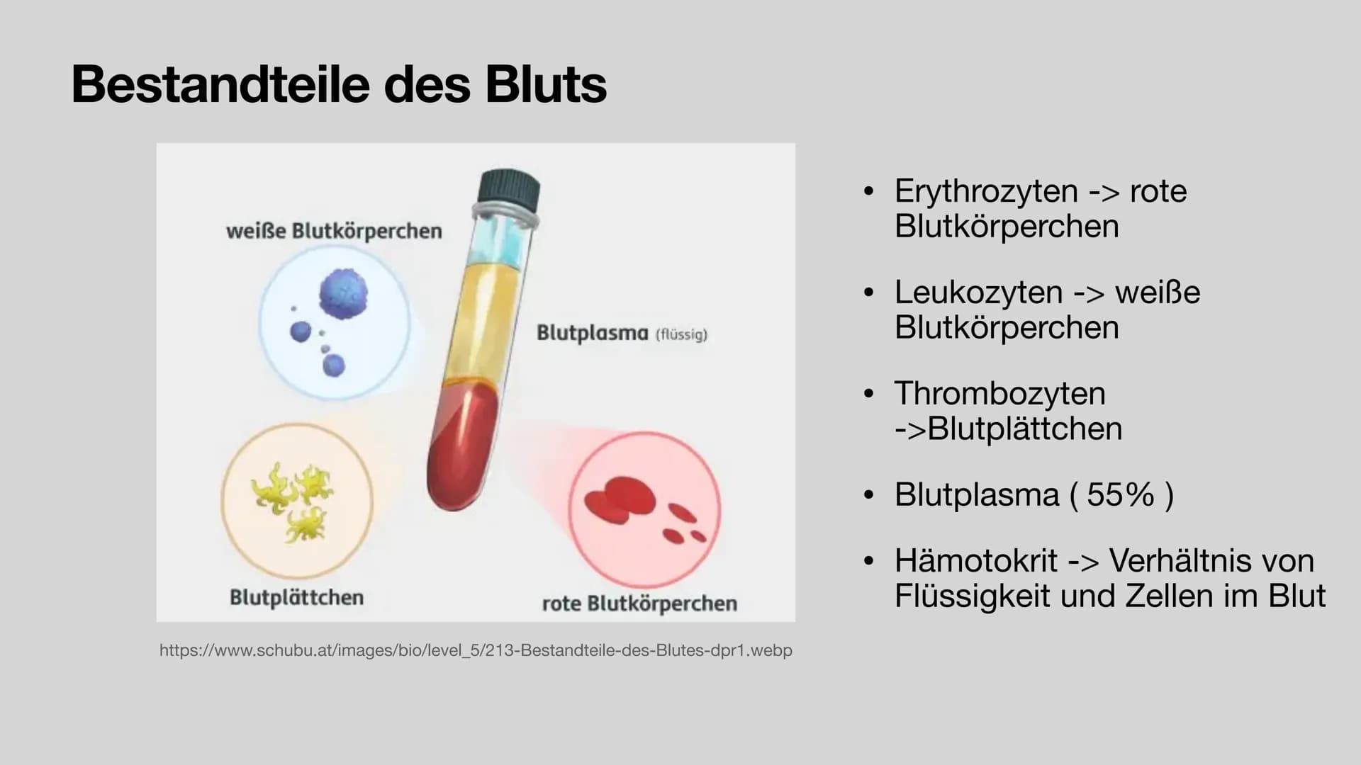 Das Blut
Aufgaben und Zusammensetzung
Clara Stratmann, 22.11.2021
asset ser g/lecer Jeda938620 966 324b9 374dd6c552fef180116 $92a4 20 g Glie