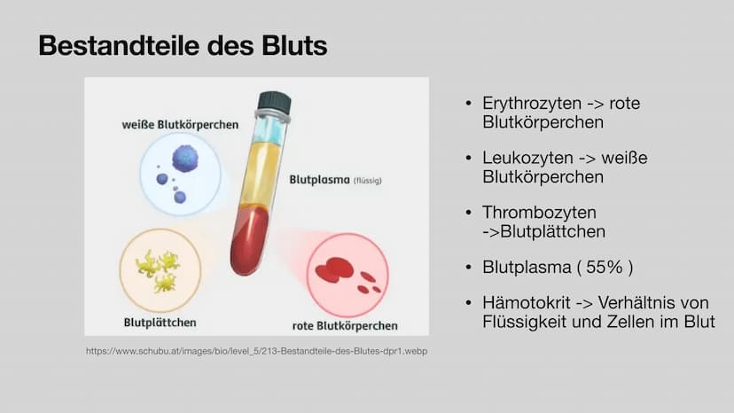 Das Blut
Aufgaben und Zusammensetzung
Clara Stratmann, 22.11.2021
asset ser g/lecer Jeda938620 966 324b9 374dd6c552fef180116 $92a4 20 g Glie