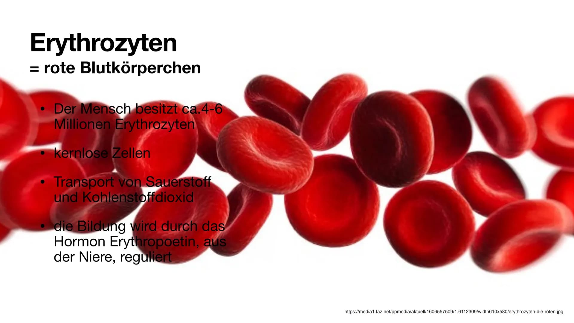 Das Blut
Aufgaben und Zusammensetzung
Clara Stratmann, 22.11.2021
asset ser g/lecer Jeda938620 966 324b9 374dd6c552fef180116 $92a4 20 g Glie