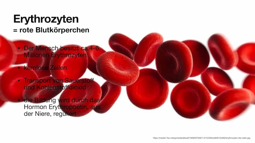 Das Blut
Aufgaben und Zusammensetzung
Clara Stratmann, 22.11.2021
asset ser g/lecer Jeda938620 966 324b9 374dd6c552fef180116 $92a4 20 g Glie