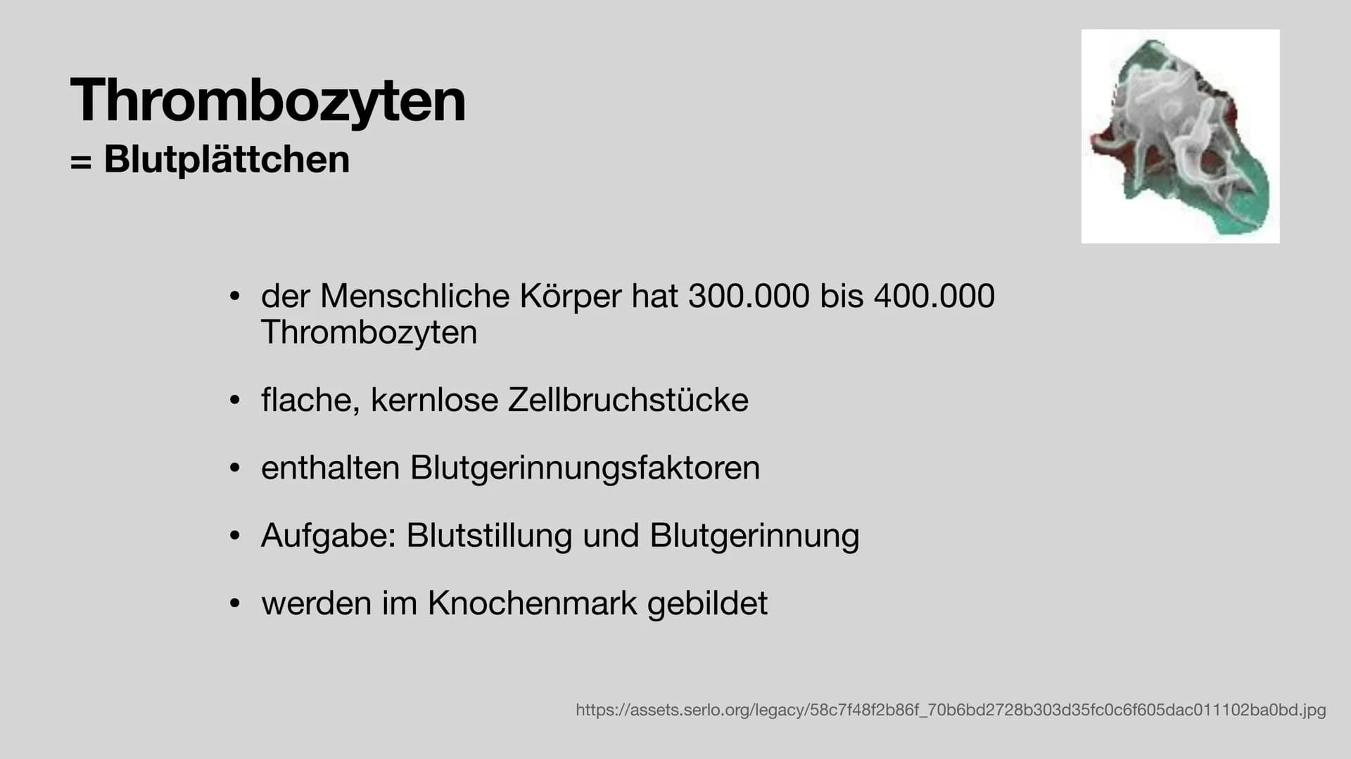 Das Blut
Aufgaben und Zusammensetzung
Clara Stratmann, 22.11.2021
asset ser g/lecer Jeda938620 966 324b9 374dd6c552fef180116 $92a4 20 g Glie