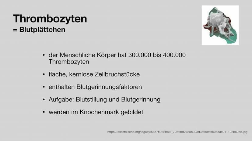 Das Blut
Aufgaben und Zusammensetzung
Clara Stratmann, 22.11.2021
asset ser g/lecer Jeda938620 966 324b9 374dd6c552fef180116 $92a4 20 g Glie