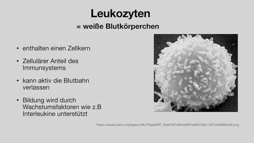 Das Blut
Aufgaben und Zusammensetzung
Clara Stratmann, 22.11.2021
asset ser g/lecer Jeda938620 966 324b9 374dd6c552fef180116 $92a4 20 g Glie