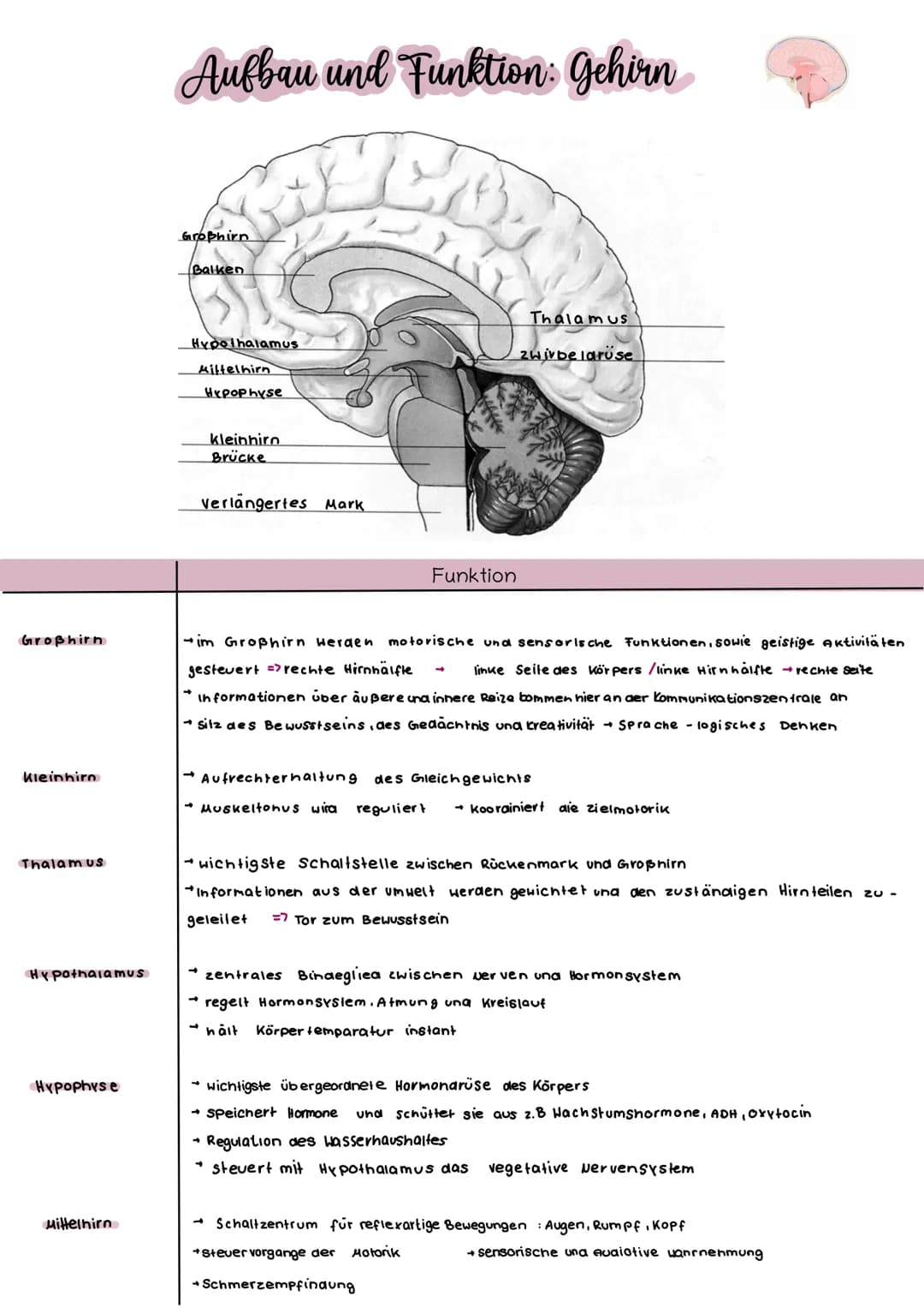 Großhirn
Kleinhirn
Thalamus
Hypothalamus
Hypophyse
Mittelhirn
Aufbau und Funktion: Gehirn
L
Großhirn
Balken
Hypothalamus
Mittelhirn
Hypophys