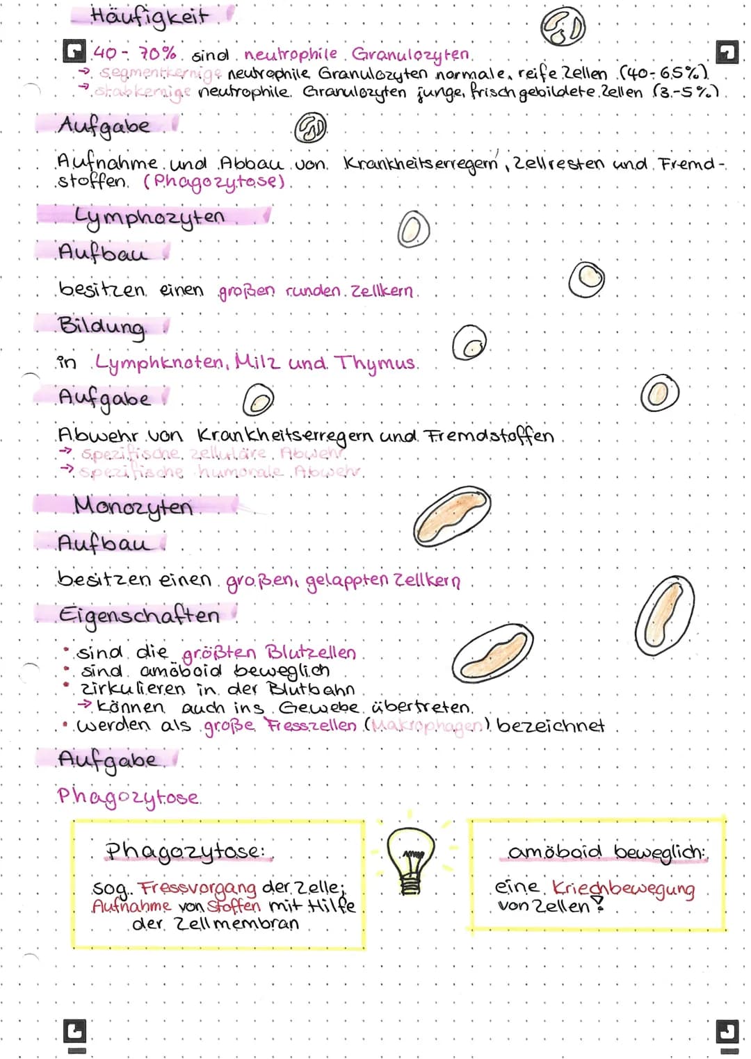 Blut
Zusammensetzung des Blutes.
45% Blutzellen
feste Bestandteile
Erythrozyten
~ 5.mio ljub
Transport
Granulozyten
Lymphozyten
Monozyten
Ab