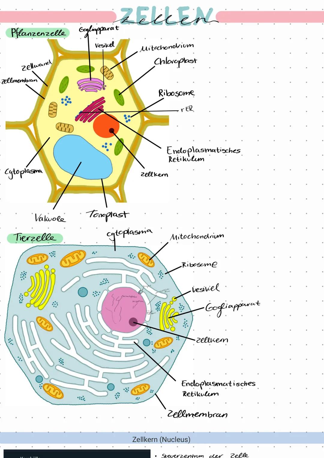 Pflanzenzelle Gogliapparat
Vesikel
Zellwand
-zellmembran
**::
Cytoplasma
W
V
Vakuole
M
Tierzelle
ZELLEN
Mitochondrium
Chloroplast
0.0
Tonopl