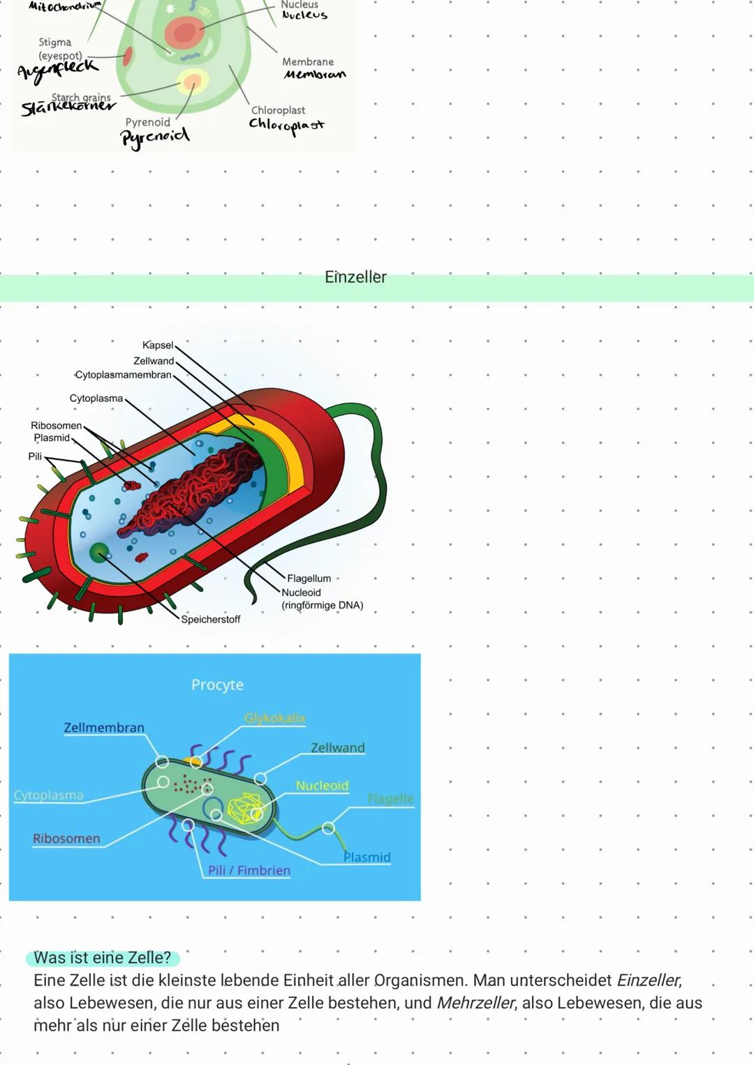 Pflanzenzelle Gogliapparat
Vesikel
Zellwand
-zellmembran
**::
Cytoplasma
W
V
Vakuole
M
Tierzelle
ZELLEN
Mitochondrium
Chloroplast
0.0
Tonopl