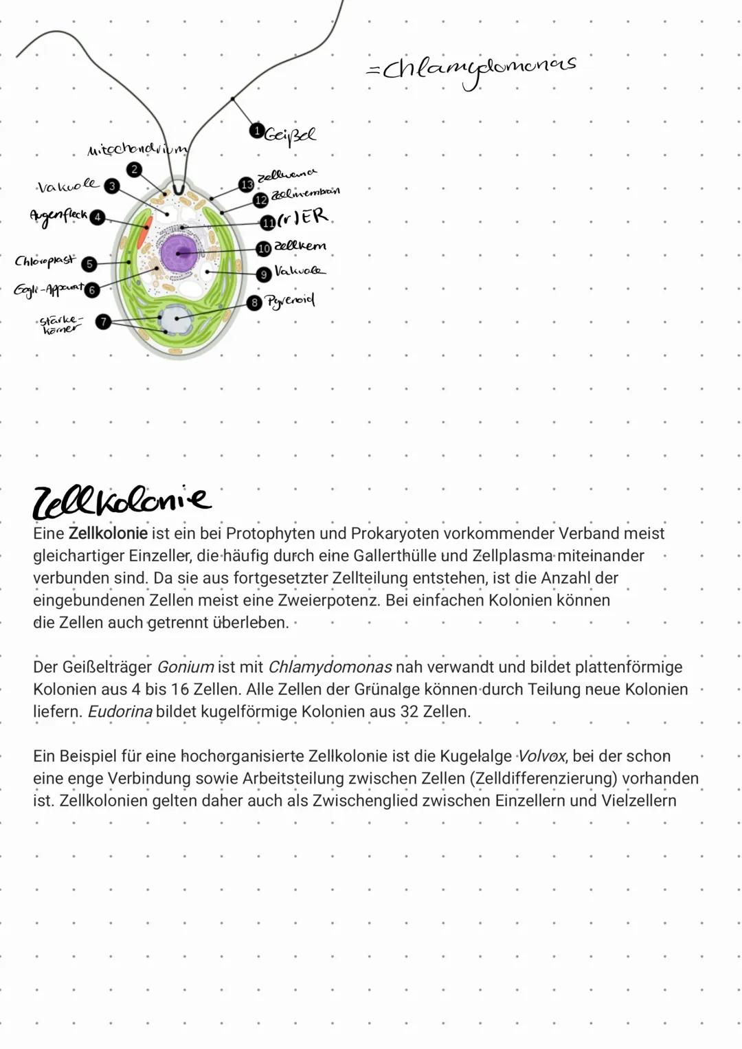 Pflanzenzelle Gogliapparat
Vesikel
Zellwand
-zellmembran
**::
Cytoplasma
W
V
Vakuole
M
Tierzelle
ZELLEN
Mitochondrium
Chloroplast
0.0
Tonopl