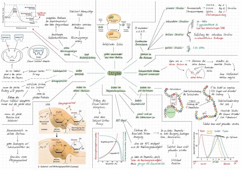 Wdh. Osmose und Diffusion
1) Diffusion
1.1 Erklärung
Bedeutung
*
Beispiel Tinte in Wasser
-Tinte
klares Wasser
O
O
(1)
o
0
Klausur Biologie 