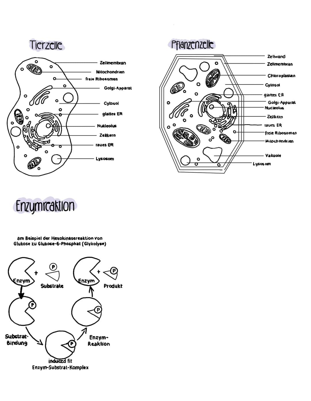 Tierzelle
n
O
W
Enzym
Enzymreaktion
Substrat-
Bindung
O
+
Substrate
frele Ribosomen
Zellmembran
Mitochondrien
Enzym
am Beispiel der Hexokina