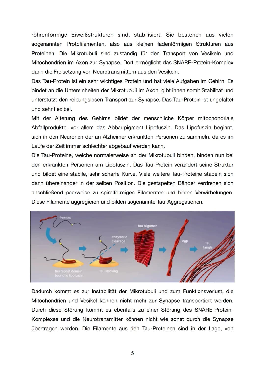 GFS - Biologie
Alzheimer
K1
07. Juli 2021
1 Inhaltsverzeichnis
1. Einleitung..
2. Hauptteil.
2.1 Was ist Alzheimer / Demenz...
2.2 Forschung