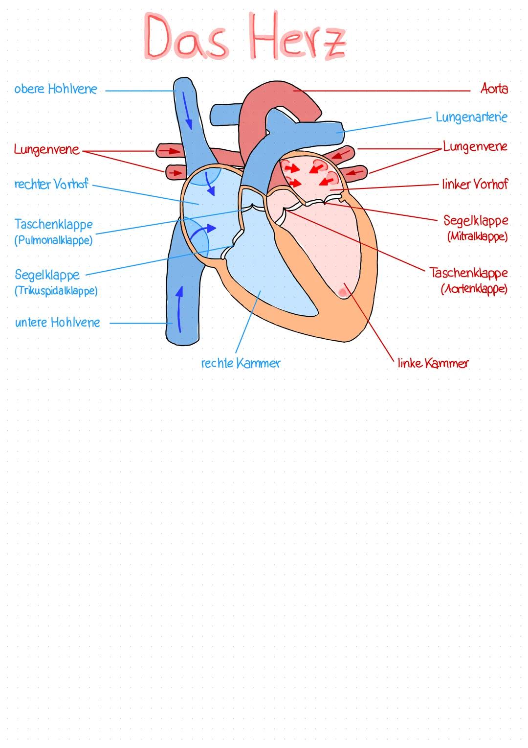 obere Hohlvene

Lungenvene

rechter Vorhof

Taschenklappe
(Pulmonalklappe)

Segelklappe
(Trikuspidalklappe)

untere Hohlvene

# Das Herz

Ao