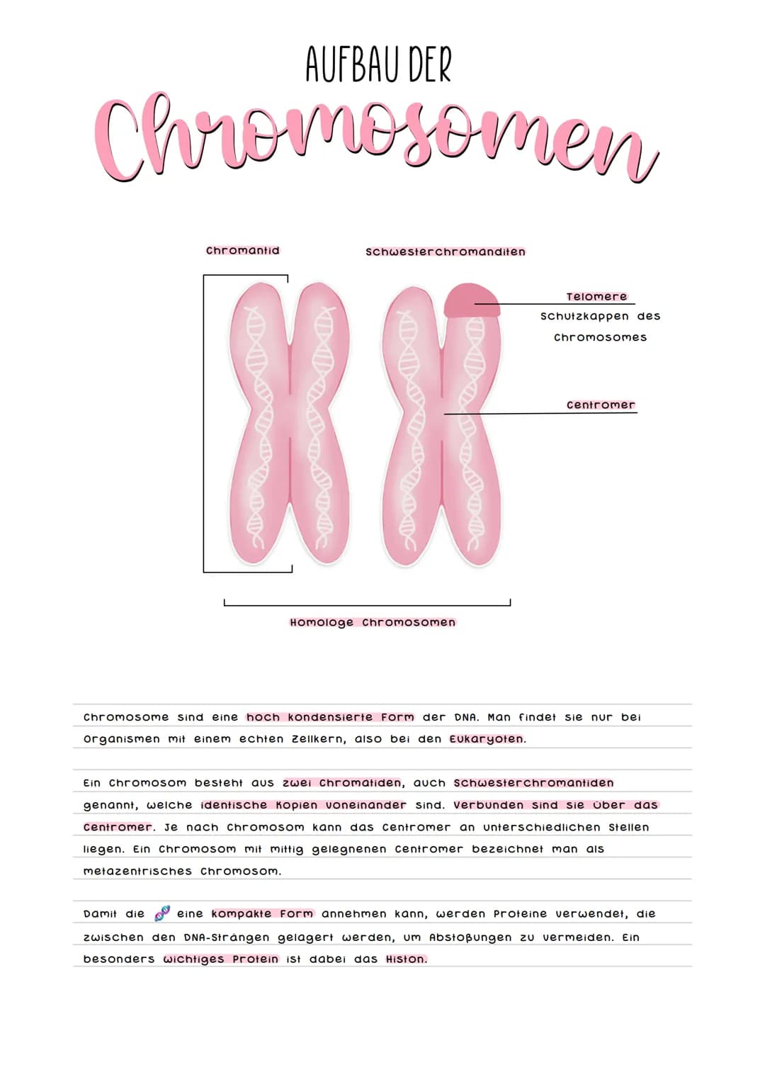AUFBAU DER
Chromosomen
chromantid
Damit die
ATLOTT
XX
Schwesterchromanditen
DILATATI
Homologe chromosomen
140c
Telomere
Schutzkappen des
Chr
