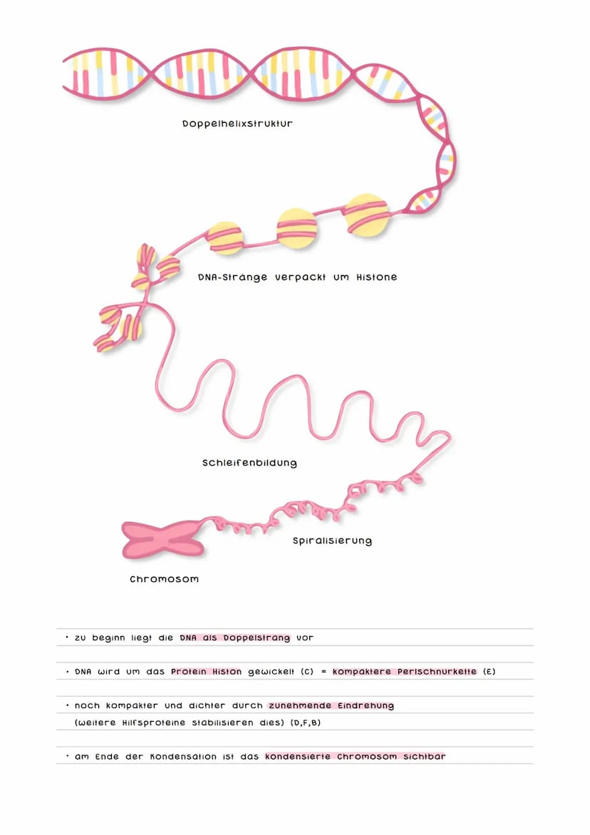 AUFBAU DER
Chromosomen
chromantid
Damit die
ATLOTT
XX
Schwesterchromanditen
DILATATI
Homologe chromosomen
140c
Telomere
Schutzkappen des
Chr