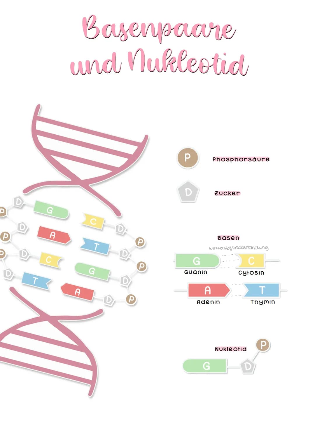 AUFBAU DER
Chromosomen
chromantid
Damit die
ATLOTT
XX
Schwesterchromanditen
DILATATI
Homologe chromosomen
140c
Telomere
Schutzkappen des
Chr