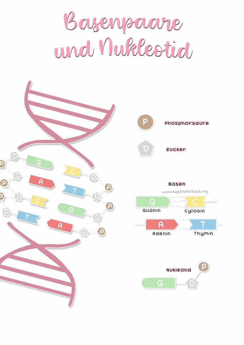 AUFBAU DER
Chromosomen
chromantid
Damit die
ATLOTT
XX
Schwesterchromanditen
DILATATI
Homologe chromosomen
140c
Telomere
Schutzkappen des
Chr