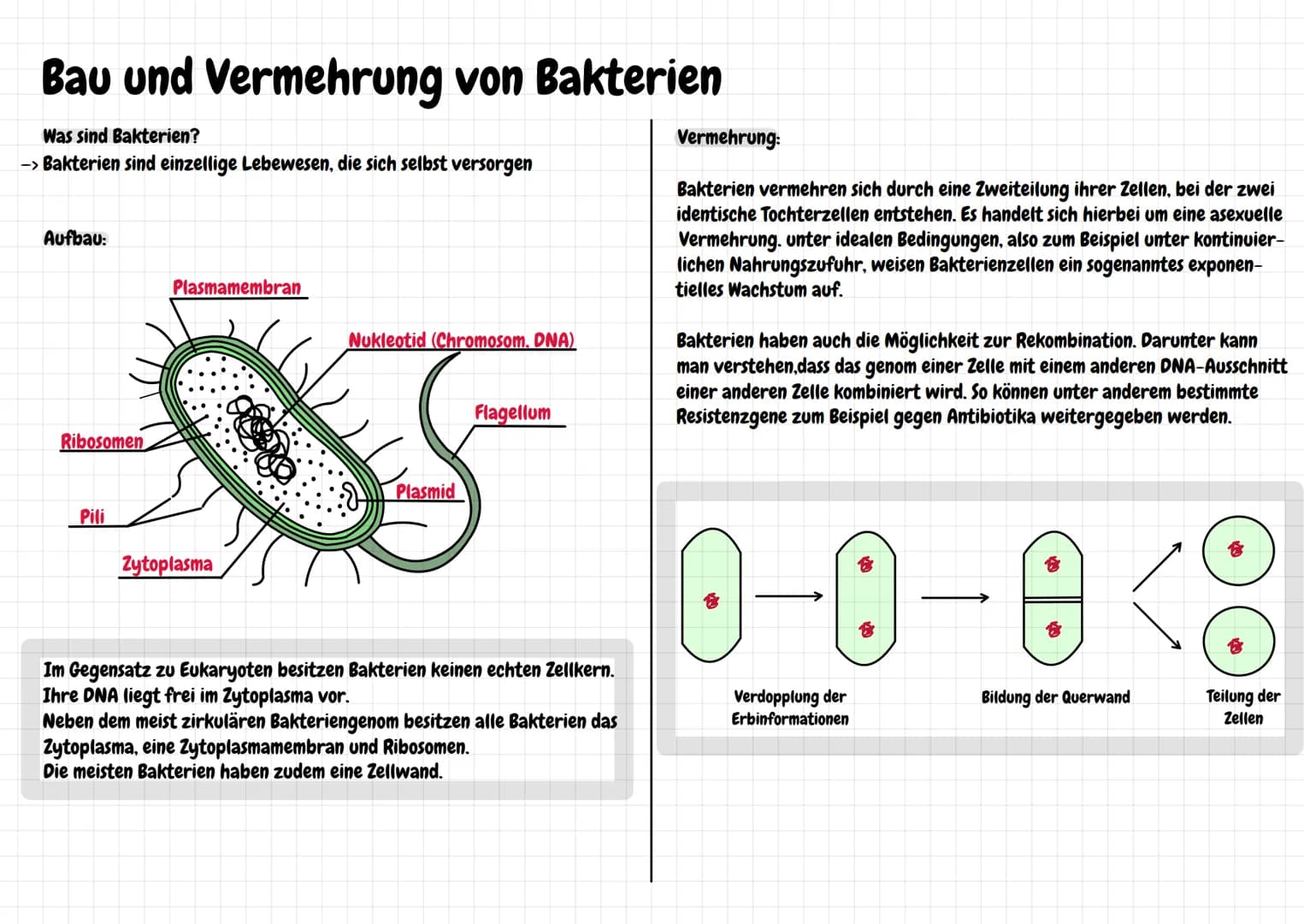 Bau und Vermehrung von Bakterien
Was sind Bakterien?
-> Bakterien sind einzellige Lebewesen, die sich selbst versorgen
Aufbau:
Ribosomen
Pil