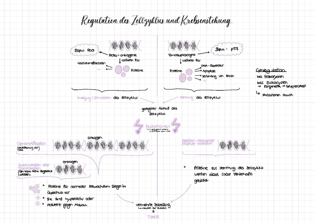Krebsentstehung 