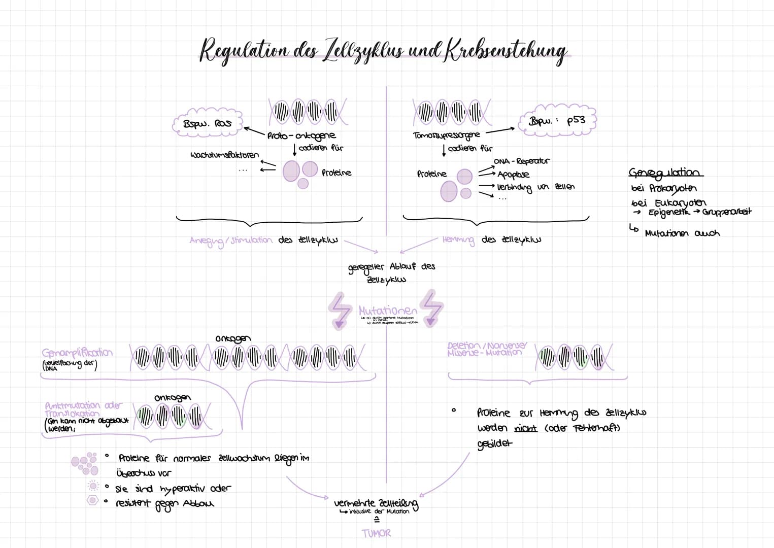 Genamplification
(verniel Perching der)
DNA
Punktmutation oder
Translokation
/Gen kann nicht abgebaut
werden;
O
O
Regulation des Zellzyklus 