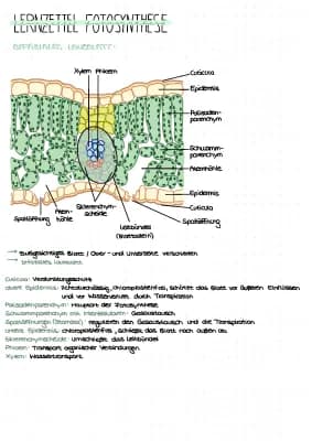 Know Fotosynthese thumbnail