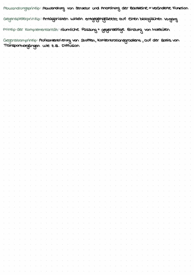 LEDNZETTCI ЕЛТАСУМІТЦЕС С
fotosynthese
LLININELTILL PUTUSPINITIL SL.
ettel
BIFAZIALES LAUBBLATT:
Xylem Phloem
ONI
Sklerenchym-
Atem- scheide