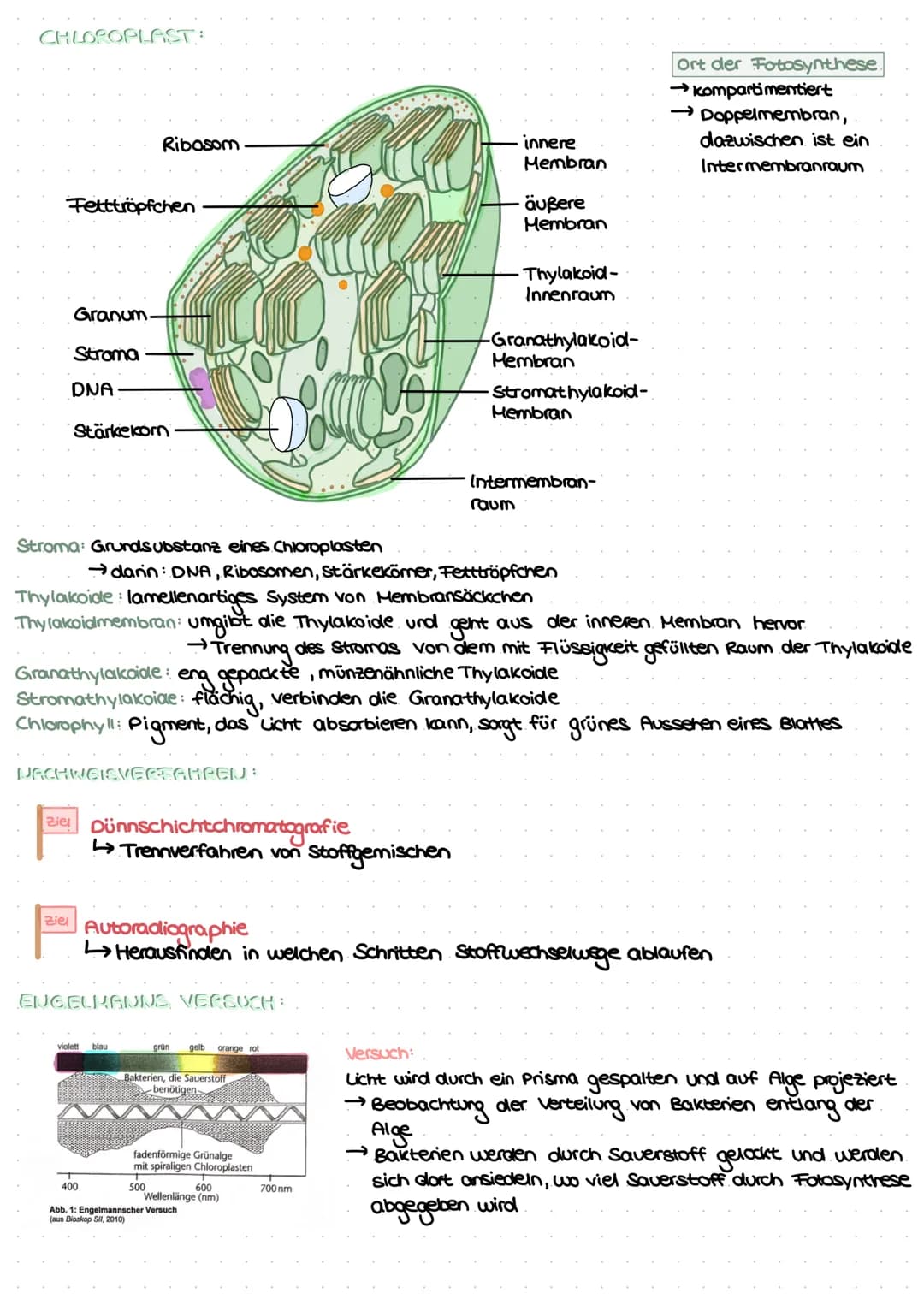 LEDNZETTCI ЕЛТАСУМІТЦЕС С
fotosynthese
LLININELTILL PUTUSPINITIL SL.
ettel
BIFAZIALES LAUBBLATT:
Xylem Phloem
ONI
Sklerenchym-
Atem- scheide