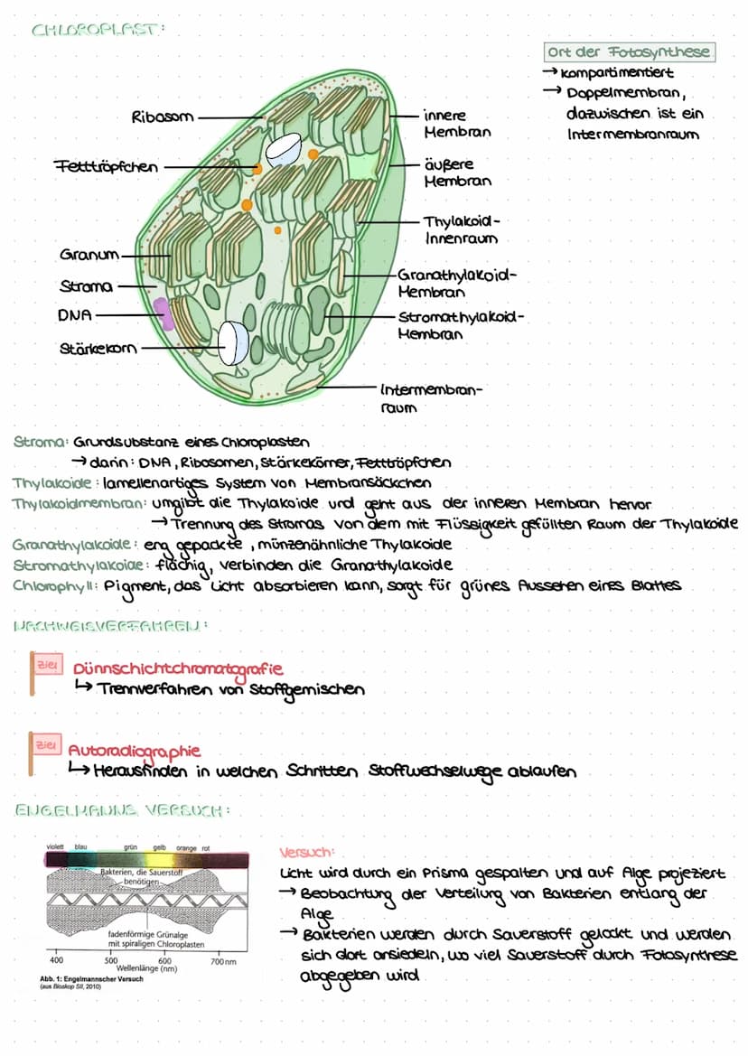 LEDNZETTCI ЕЛТАСУМІТЦЕС С
fotosynthese
LLININELTILL PUTUSPINITIL SL.
ettel
BIFAZIALES LAUBBLATT:
Xylem Phloem
ONI
Sklerenchym-
Atem- scheide