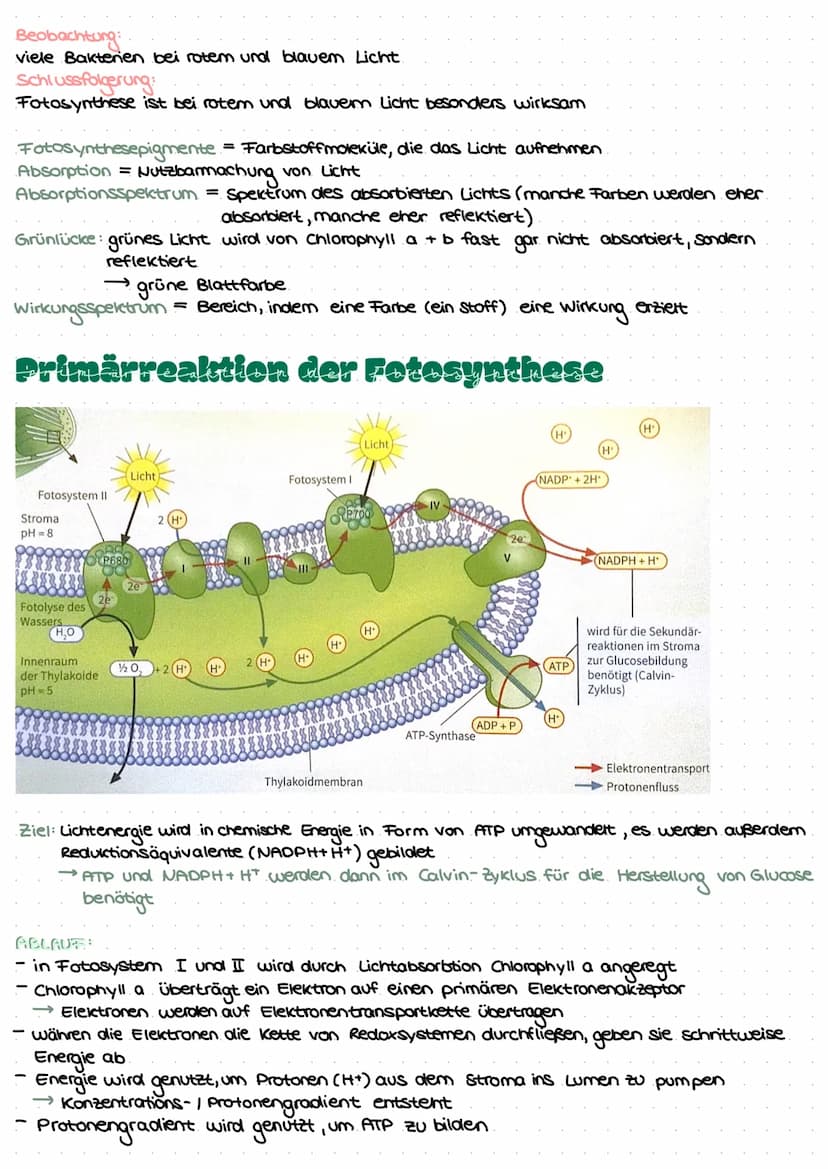 LEDNZETTCI ЕЛТАСУМІТЦЕС С
fotosynthese
LLININELTILL PUTUSPINITIL SL.
ettel
BIFAZIALES LAUBBLATT:
Xylem Phloem
ONI
Sklerenchym-
Atem- scheide