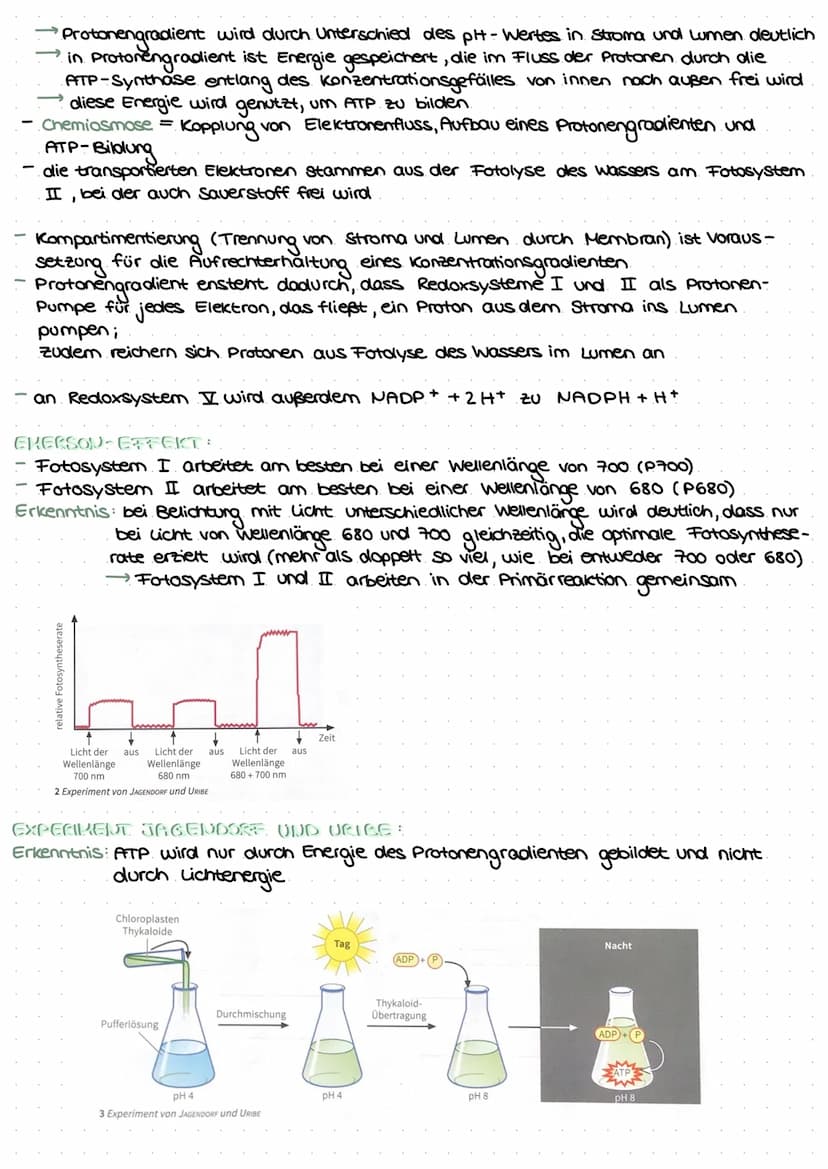 LEDNZETTCI ЕЛТАСУМІТЦЕС С
fotosynthese
LLININELTILL PUTUSPINITIL SL.
ettel
BIFAZIALES LAUBBLATT:
Xylem Phloem
ONI
Sklerenchym-
Atem- scheide