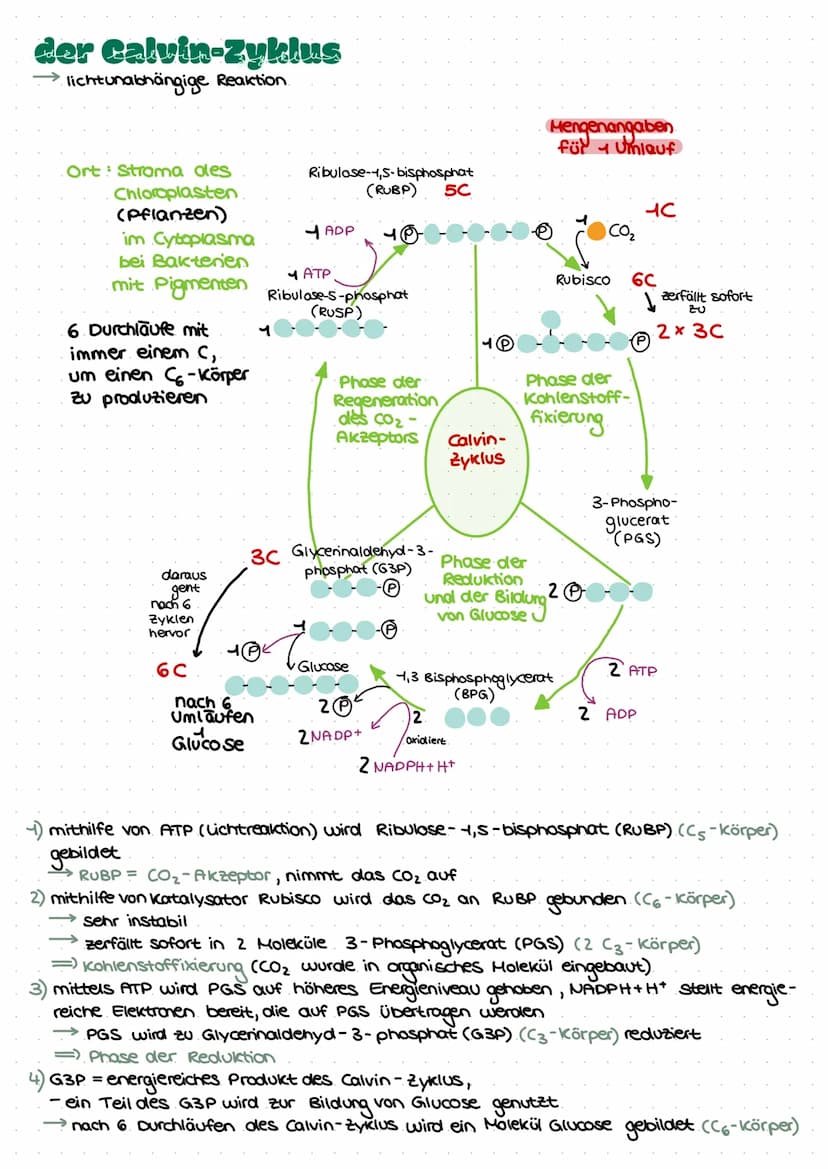 LEDNZETTCI ЕЛТАСУМІТЦЕС С
fotosynthese
LLININELTILL PUTUSPINITIL SL.
ettel
BIFAZIALES LAUBBLATT:
Xylem Phloem
ONI
Sklerenchym-
Atem- scheide