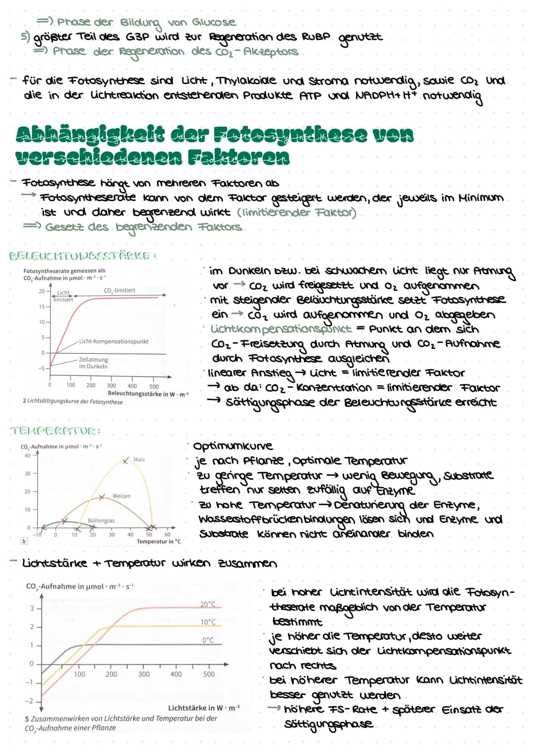 LEDNZETTCI ЕЛТАСУМІТЦЕС С
fotosynthese
LLININELTILL PUTUSPINITIL SL.
ettel
BIFAZIALES LAUBBLATT:
Xylem Phloem
ONI
Sklerenchym-
Atem- scheide
