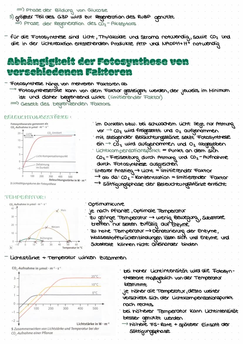 LEDNZETTCI ЕЛТАСУМІТЦЕС С
fotosynthese
LLININELTILL PUTUSPINITIL SL.
ettel
BIFAZIALES LAUBBLATT:
Xylem Phloem
ONI
Sklerenchym-
Atem- scheide