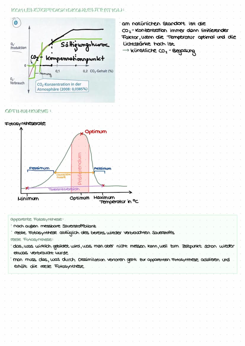 LEDNZETTCI ЕЛТАСУМІТЦЕС С
fotosynthese
LLININELTILL PUTUSPINITIL SL.
ettel
BIFAZIALES LAUBBLATT:
Xylem Phloem
ONI
Sklerenchym-
Atem- scheide