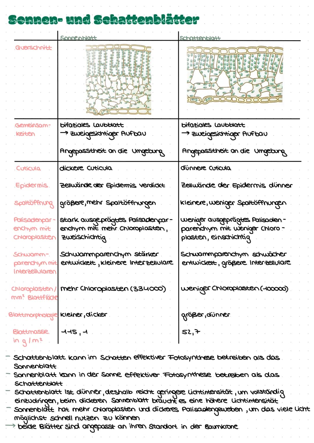 LEDNZETTCI ЕЛТАСУМІТЦЕС С
fotosynthese
LLININELTILL PUTUSPINITIL SL.
ettel
BIFAZIALES LAUBBLATT:
Xylem Phloem
ONI
Sklerenchym-
Atem- scheide