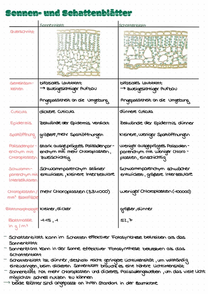 LEDNZETTCI ЕЛТАСУМІТЦЕС С
fotosynthese
LLININELTILL PUTUSPINITIL SL.
ettel
BIFAZIALES LAUBBLATT:
Xylem Phloem
ONI
Sklerenchym-
Atem- scheide