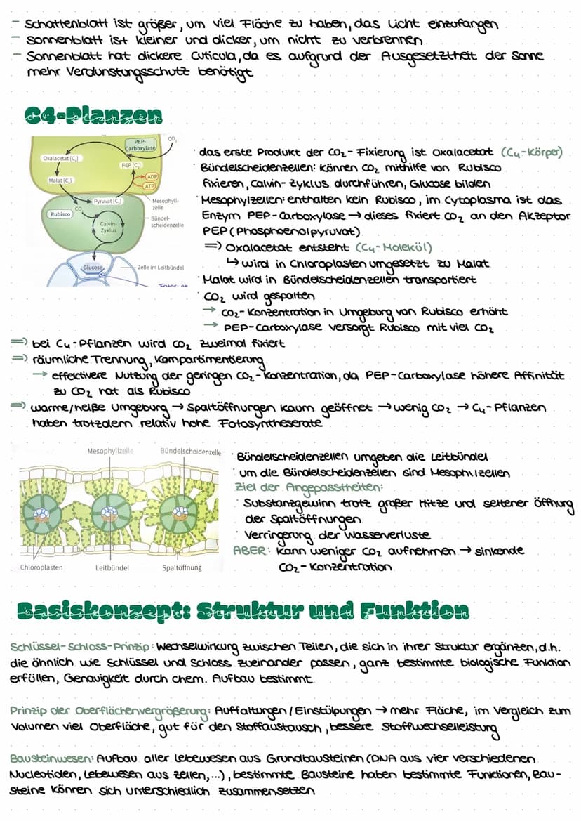 LEDNZETTCI ЕЛТАСУМІТЦЕС С
fotosynthese
LLININELTILL PUTUSPINITIL SL.
ettel
BIFAZIALES LAUBBLATT:
Xylem Phloem
ONI
Sklerenchym-
Atem- scheide