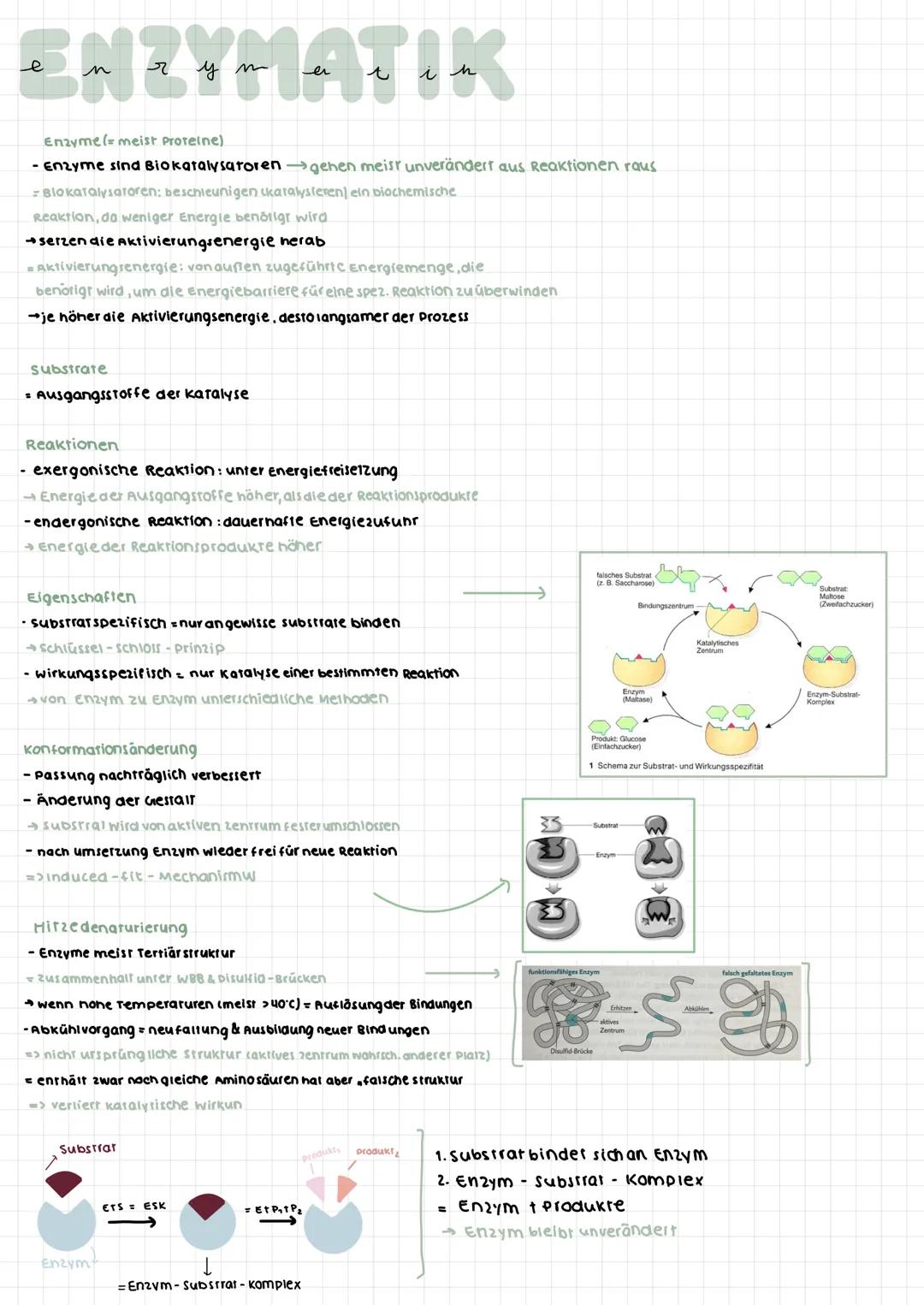 # ENZYMATIK

Enzyme( meist Proteine)

- Enzyme sind Biokatalysatoren → gehen meist unverändert aus Reaktionen raus

- Βιοκαταιγιατoren; besc
