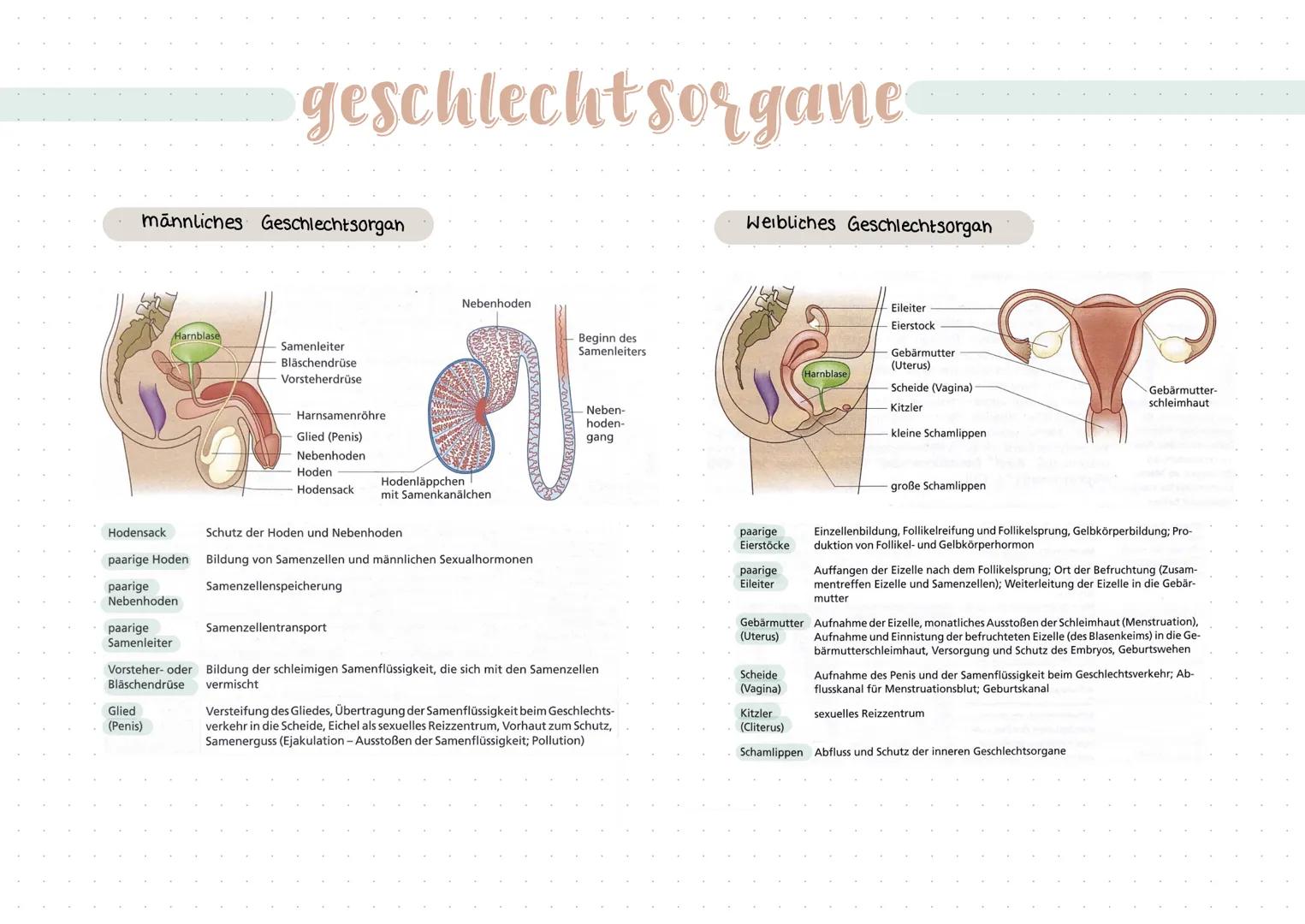 # geschlecht sorgane

## männliches Geschlechtsorgan

Weibliches Geschlechtsorgan

![Harnblase](Harnblase)

Samenleiter

Bläschendrüse

Vors