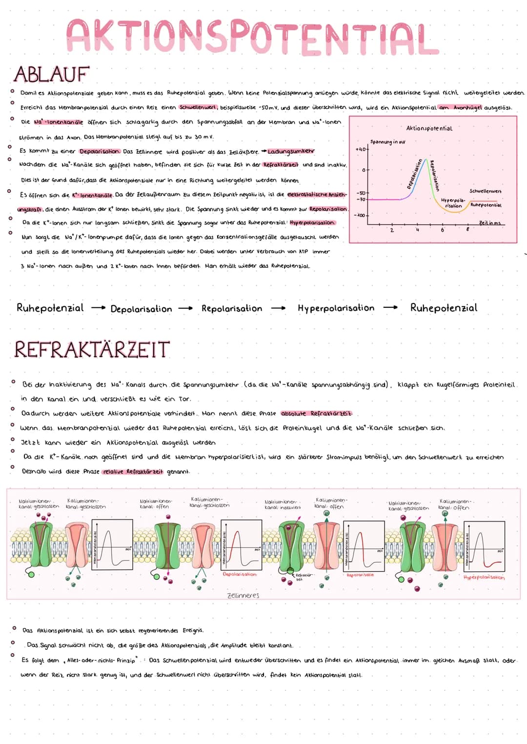O
O
O
AKTIONSPOTENTIAL
ABLAUF
Damit es Aktionspotenziale geben kann, muss es das Ruhepotenzial geben. Wenn keine Polenzialspannung anliegen 