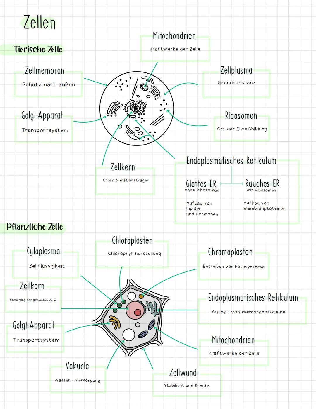 1. Kennzeichen des Lebens.
Biologie Klausur
Bewegung Cmuss sich aus eigener kraft bewegen)
Reizbarkeit Creagiert auf. Reize der Umwelt).
For