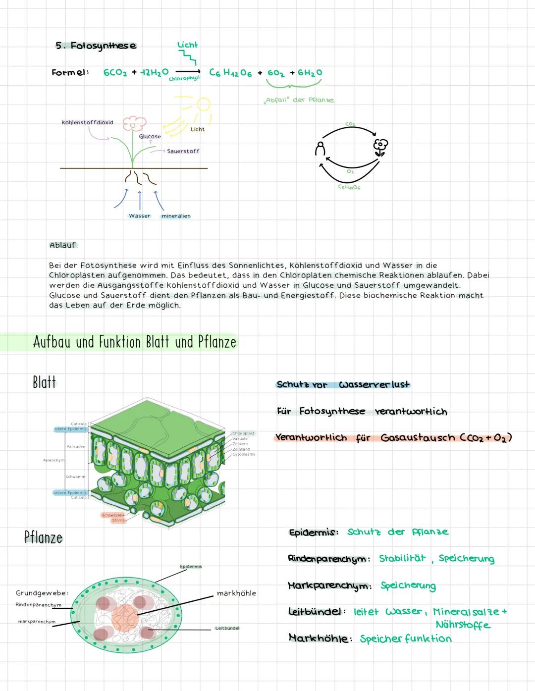1. Kennzeichen des Lebens.
Biologie Klausur
Bewegung Cmuss sich aus eigener kraft bewegen)
Reizbarkeit Creagiert auf. Reize der Umwelt).
For