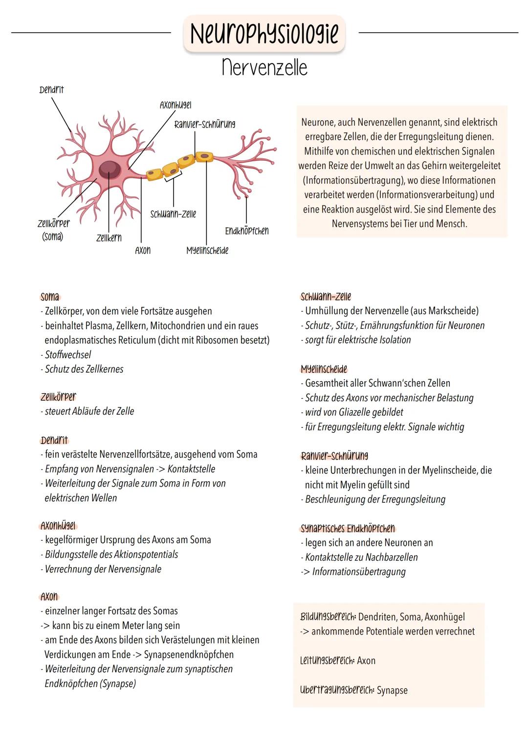Dendrit
Zellkörper
(soma)
Zellkern
- Stoffwechsel
- Schutz des Zellkernes
Zellkörper
- steuert Abläufe der Zelle
Neurophysiologie
Nervenzell