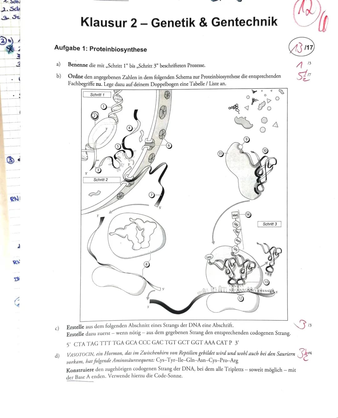4. SON
2. Sch
3. St
3
RN/
J
RA
a)
b)
Aufgabe 1: Proteinbiosynthese
Benenne die mit ,,Schritt 1" bis ,,Schritt 3" beschrifteten Prozesse.
Ord