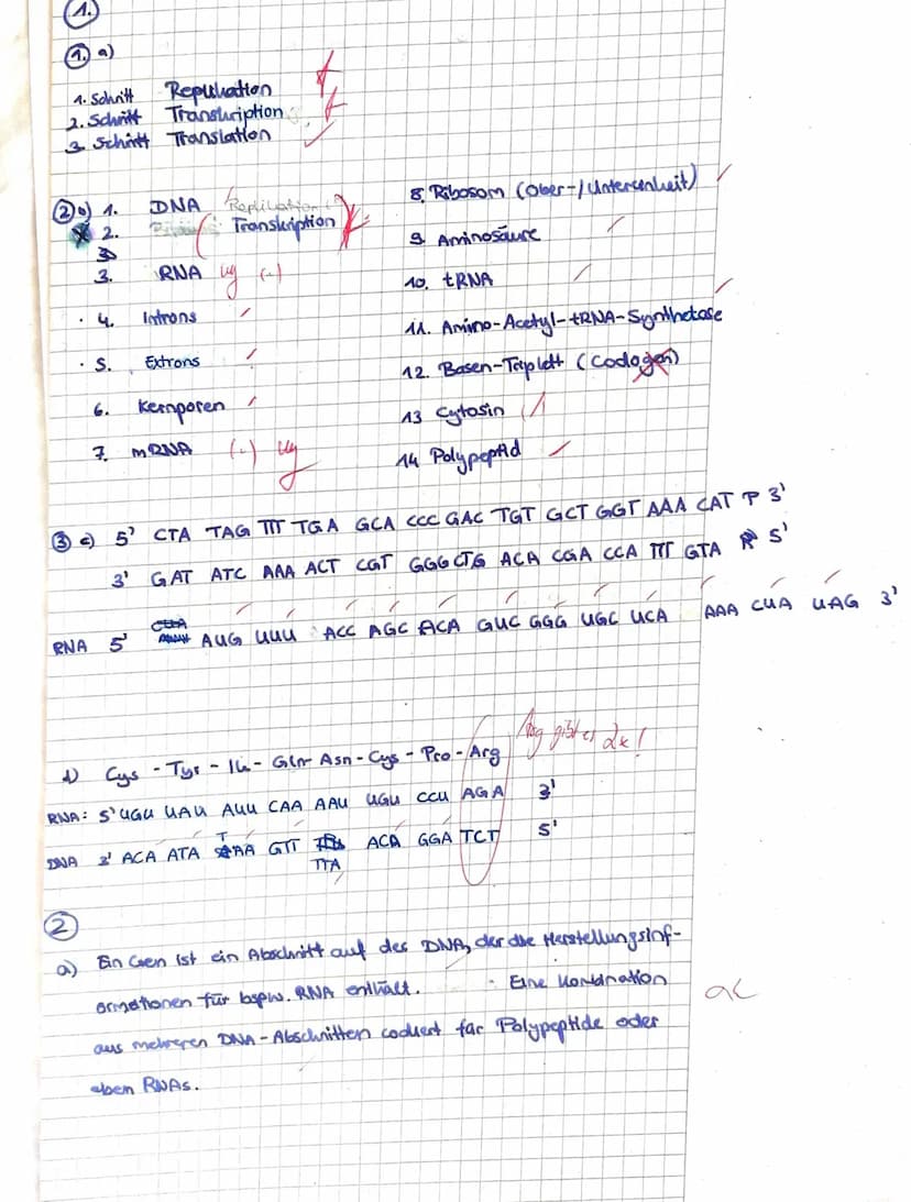 4. SON
2. Sch
3. St
3
RN/
J
RA
a)
b)
Aufgabe 1: Proteinbiosynthese
Benenne die mit ,,Schritt 1" bis ,,Schritt 3" beschrifteten Prozesse.
Ord