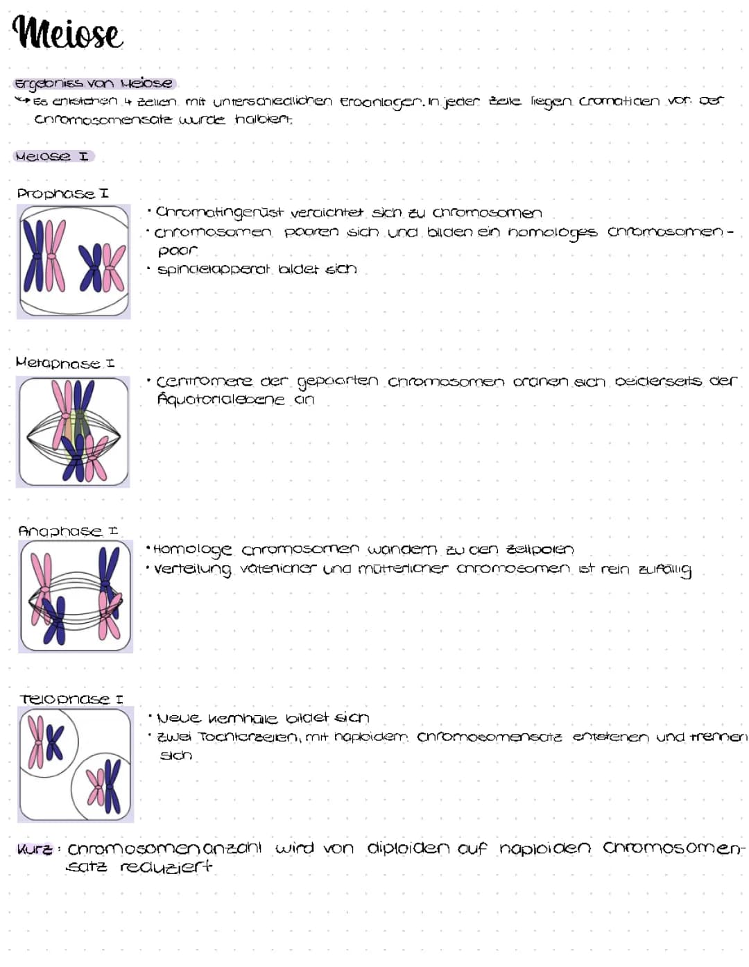 Meiose