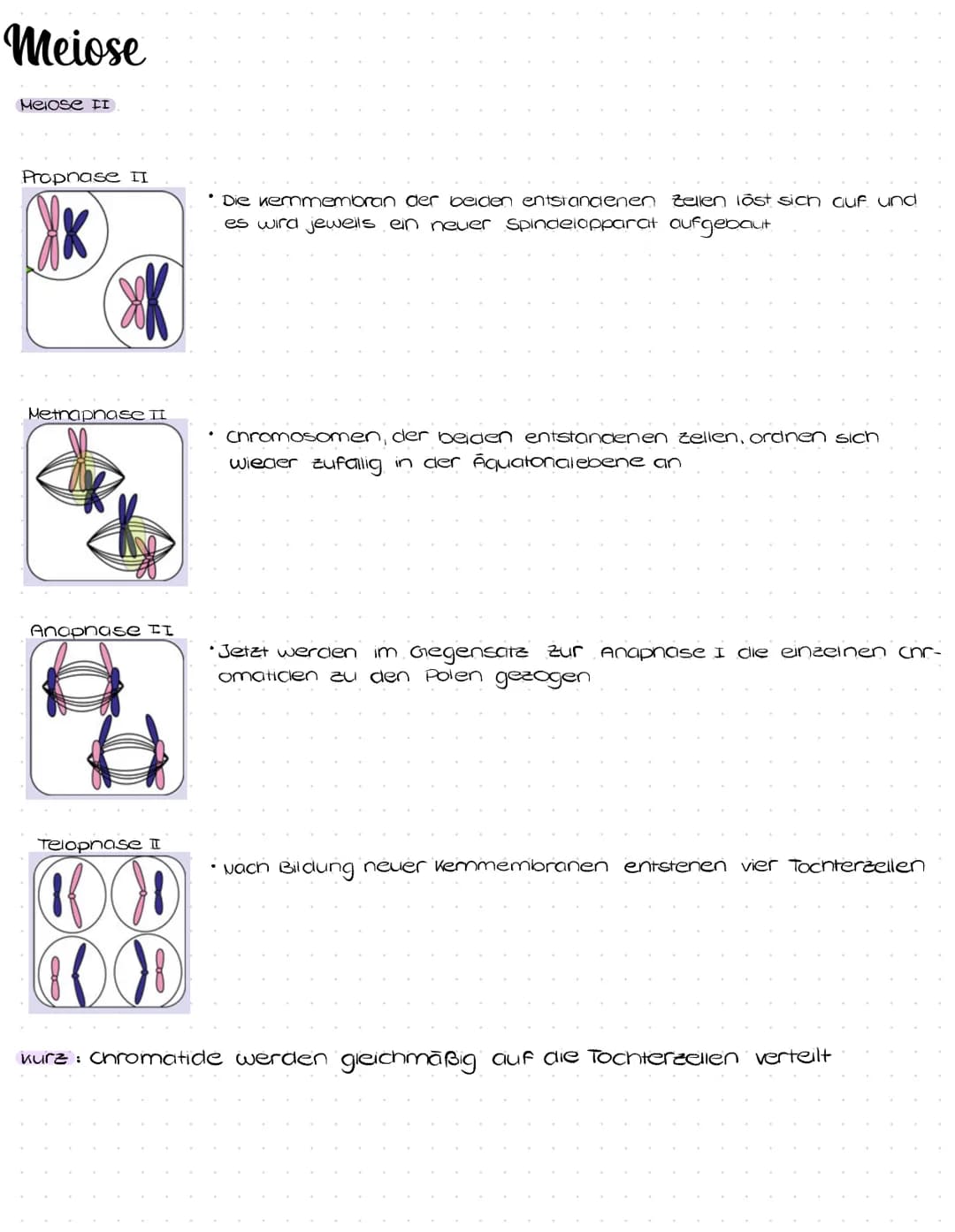 Meiose
Ergebniss von Meiose
Es entstehen 4 Zellen mit unterschiedlichen Eroanlagen. In jeder Zelle liegen cromaticen vor. Der
chromosomensat