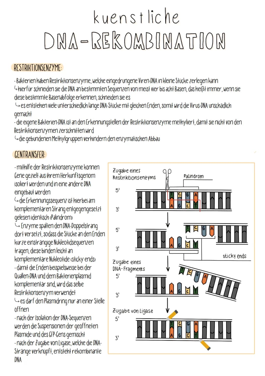 kuenstliche
DNA-REKOMBINATION
RESTRIKTIONSENZYME:
- Bakterien haben Restriktionsenzyme, welche eingedrungene Viren-DNA in kleine Stücke zerl